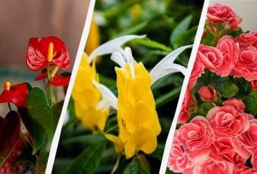 7 кімнатних рослин, які радують цвітінням цілий рік: назви з фото