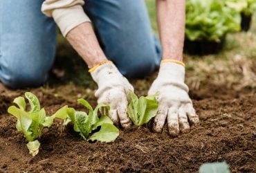 Ці 10 рослин висаджують саме в жовтні: зараз для них ідеальний час