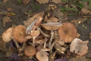 На Волині небувало вродили гриби: відро опеньків збирають за 10 хвилин, - ЗМІ