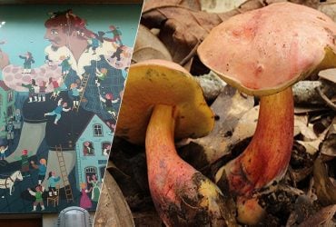 Странный гриб из семейства белых заставляет людей видеть крошечных эльфов вокруг себя