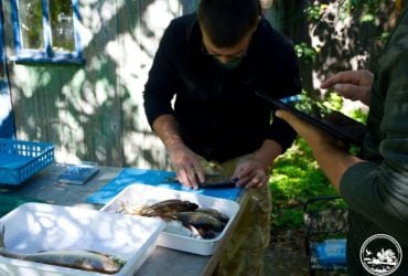 У річках поблизу Чорнобиля дослідники знайшли рідкісні види риб (фото)