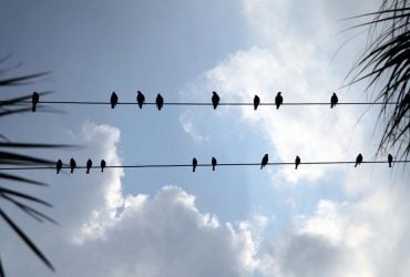 Чому горобців не б'є струмом на дротах, а лелеки можуть загинути