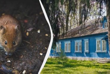 Простий трюк із серветкою допоможе позбутися щурів і мишей: що потрібно зробити