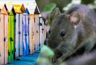 Як позбутися мишей у гаражі: 5 способів без використання хімічних засобів