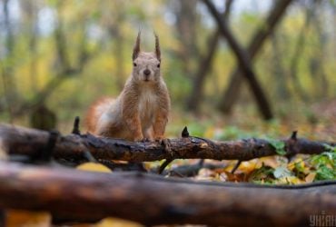 На початку тижня Київ розігріє до +16°