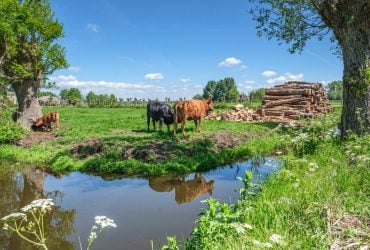 Ферма в Іспанії безкоштовно поселить у будинку з басейном: що треба робити