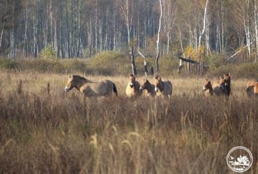 Біля Чорнобиля помітили табун рідкісних коней (фото)