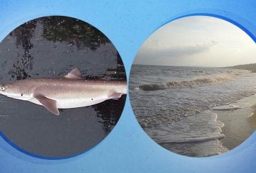 Почему в Азовском море водятся акулы и действительно ли оно может превратиться в соль, - ученые