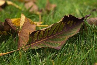 Листя горіха бояться класти в компост: що з ним насправді можна робити