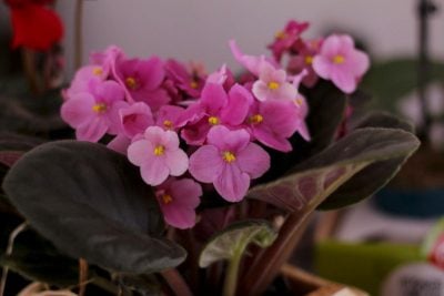 кімнатні квіти, що цвітуть цілий рік: фото та назви кімнатні квіти, що цвітуть цілий рік: фото та назви