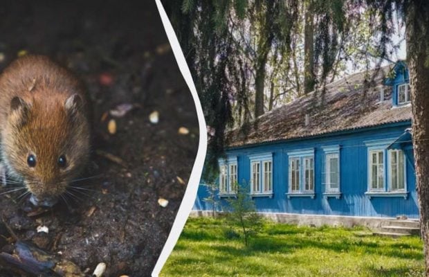 Простий трюк із серветкою допоможе позбутися щурів і мишей: що потрібно зробити